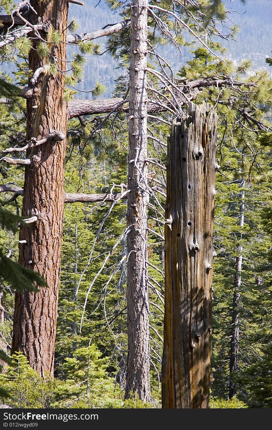 Barren Trees in Yosemite National Park