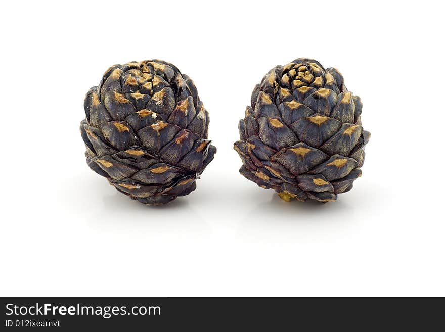 Two cedar cones, isolated