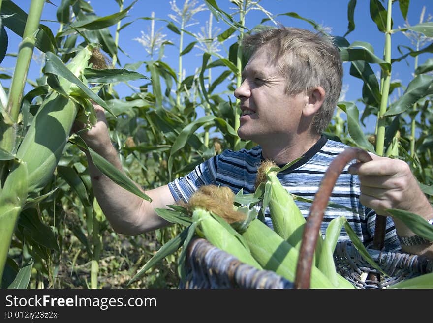 I like boiled corn. I grow its corn itself. my corn real
all natural! no chemistry!. I like boiled corn. I grow its corn itself. my corn real
all natural! no chemistry!