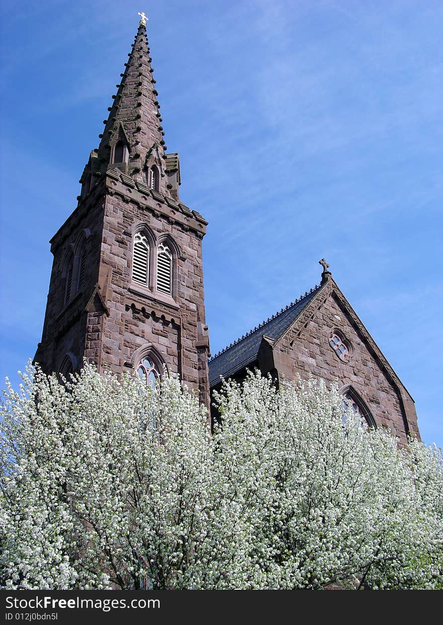 Newport In Blossom