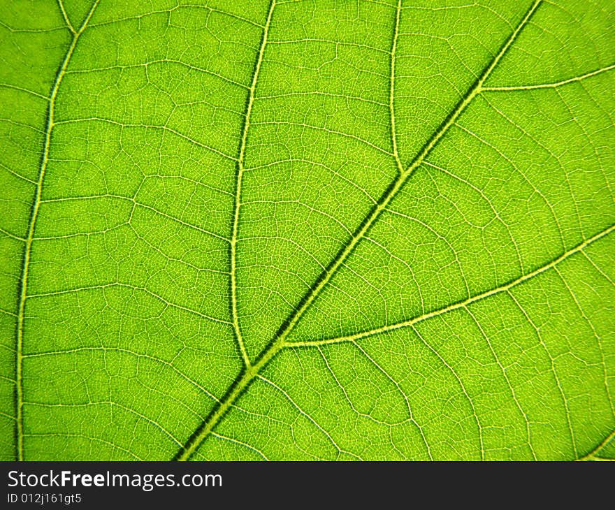 Green leaf macro photography, background