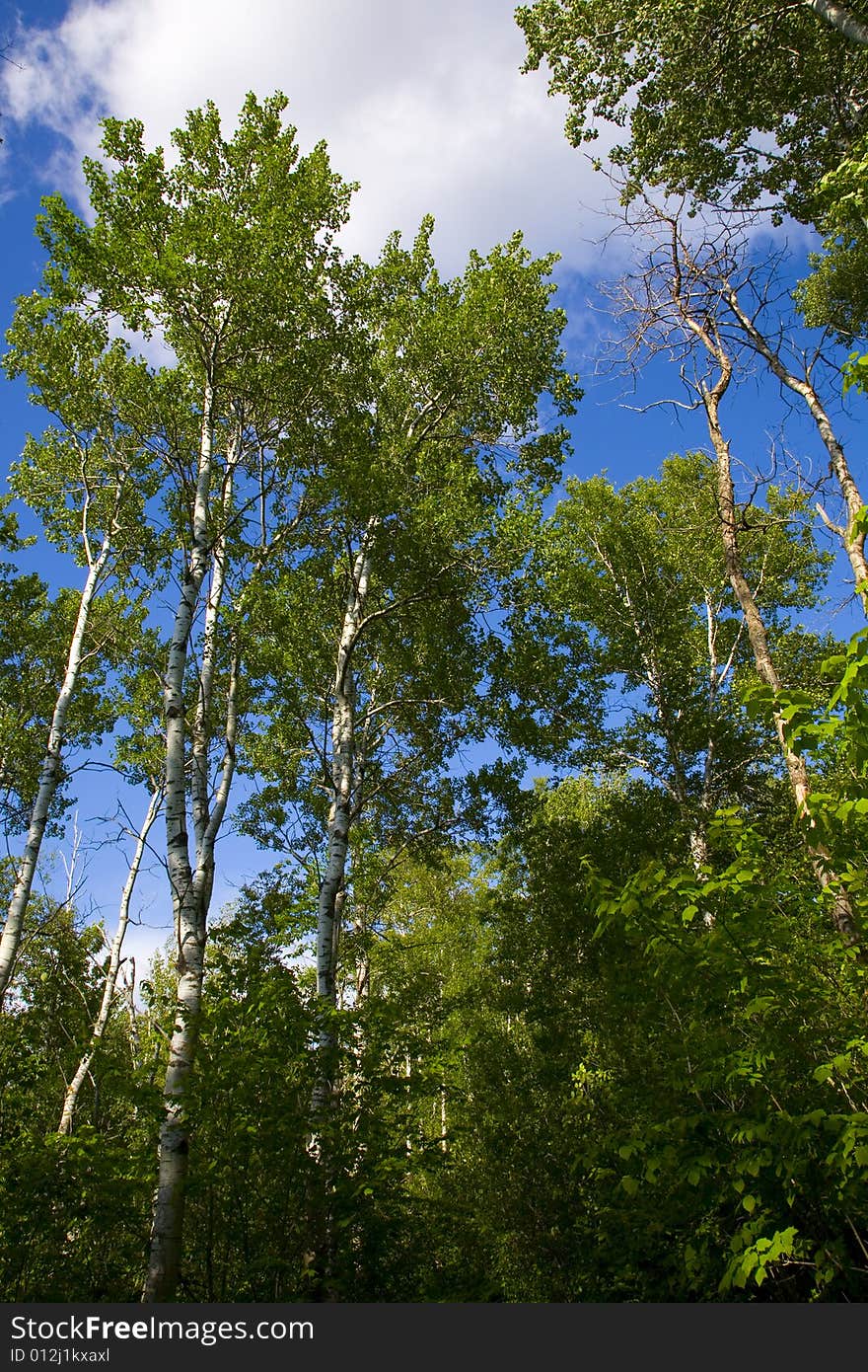 Green Trees Rise into Cloudy Sky