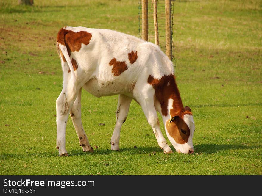 A grazing calf in a meadow. A grazing calf in a meadow