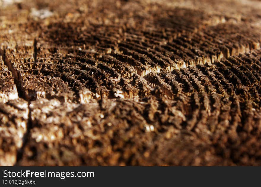 Wood background of the texture, old tree, stump. Wood background of the texture, old tree, stump.