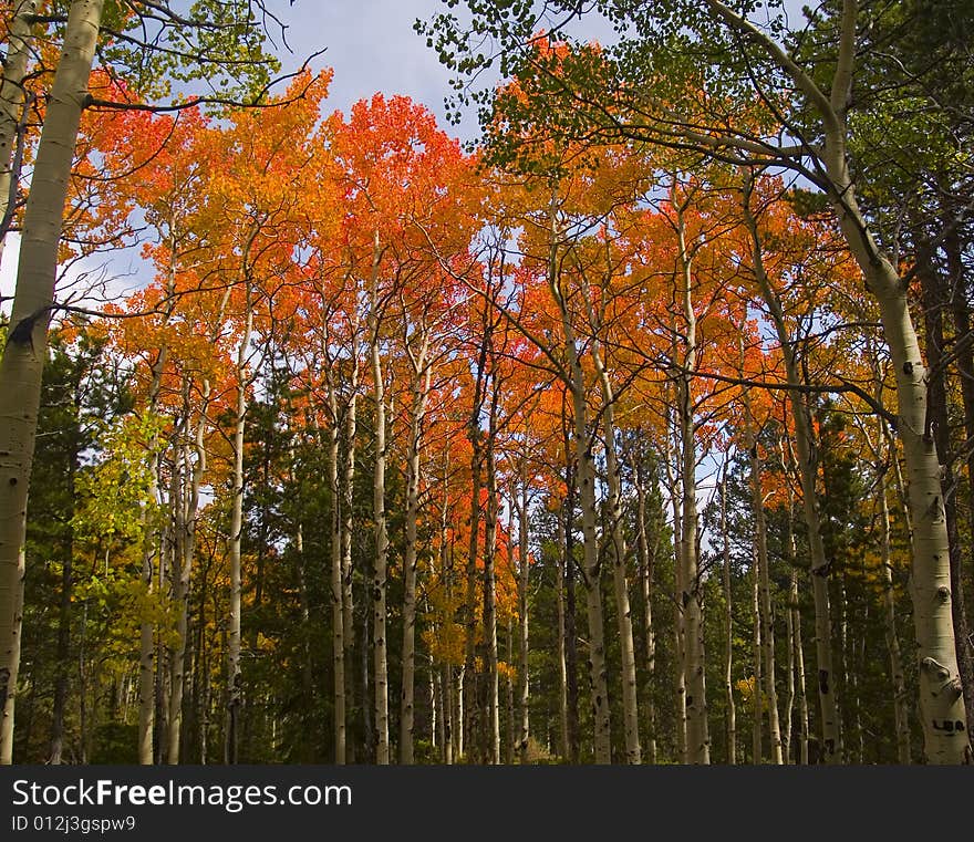 Aspen trees in vibrant neon oranges on a Colorado mountainside. Aspen trees in vibrant neon oranges on a Colorado mountainside.