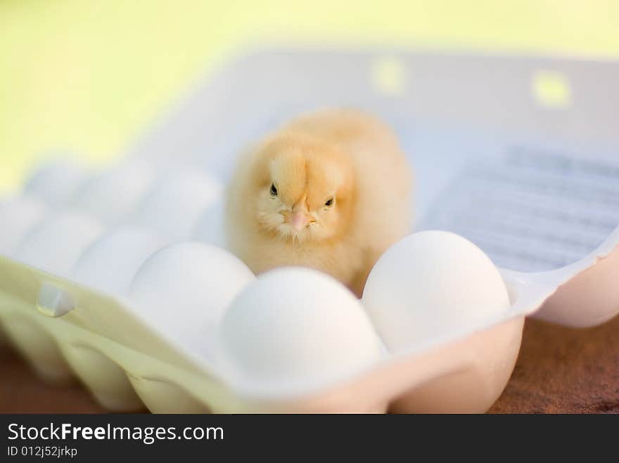 Baby yello chick inside an egg carton full of eggs. Baby yello chick inside an egg carton full of eggs.