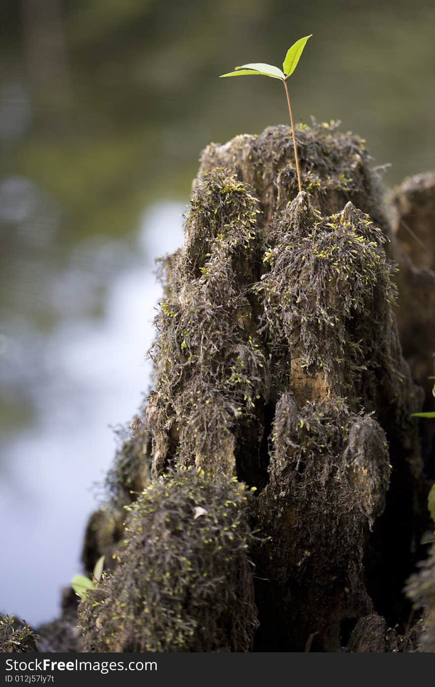 A cypress stump with one small plant growing on it.