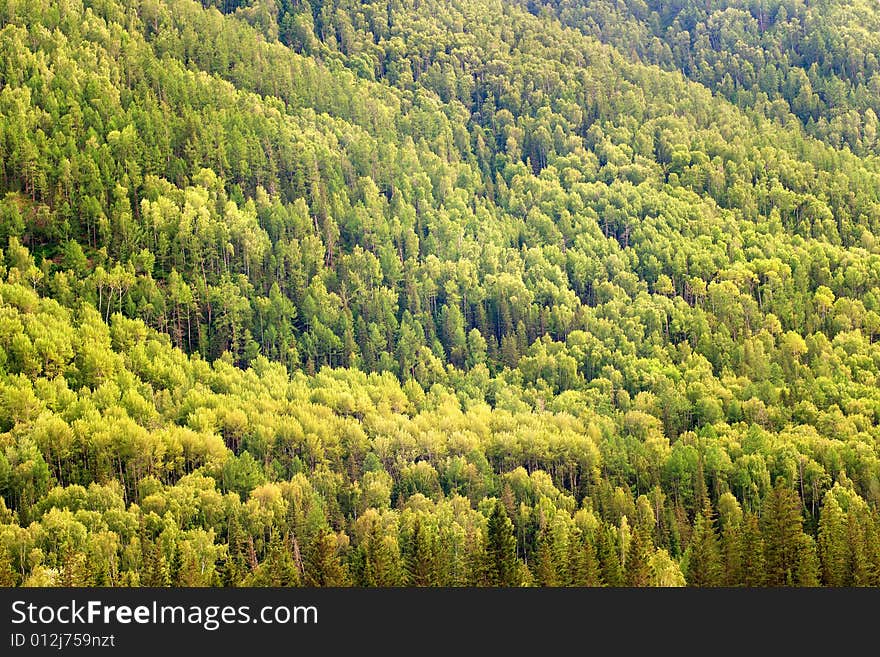 Green mixed forest background, landscape.