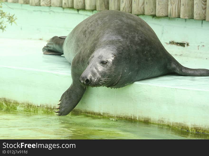 Grey seal is preparing to swim.