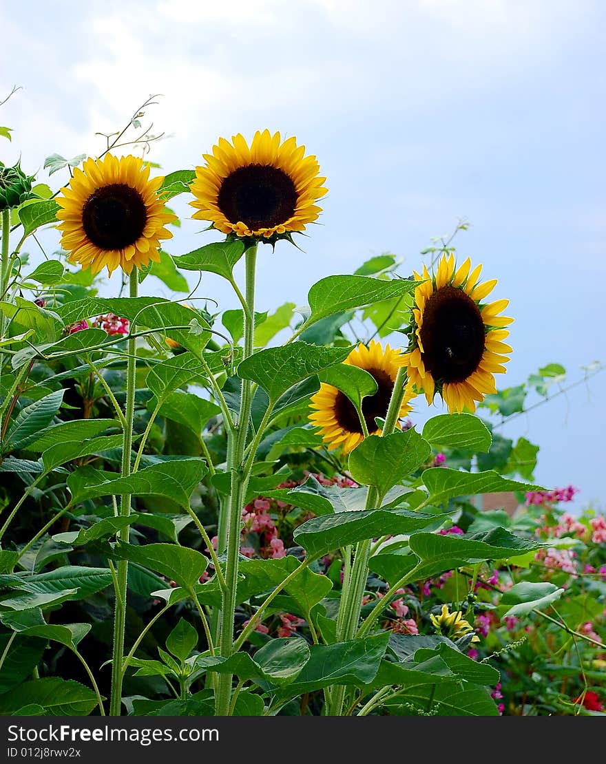 Sunflower garden against blue sky