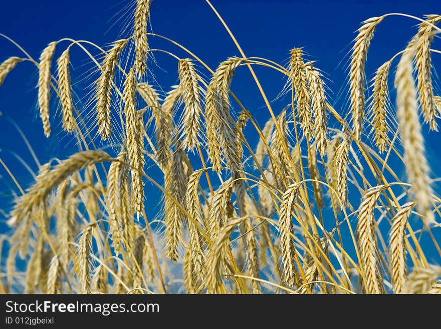 Gold wheat and blue sky. Gold wheat and blue sky