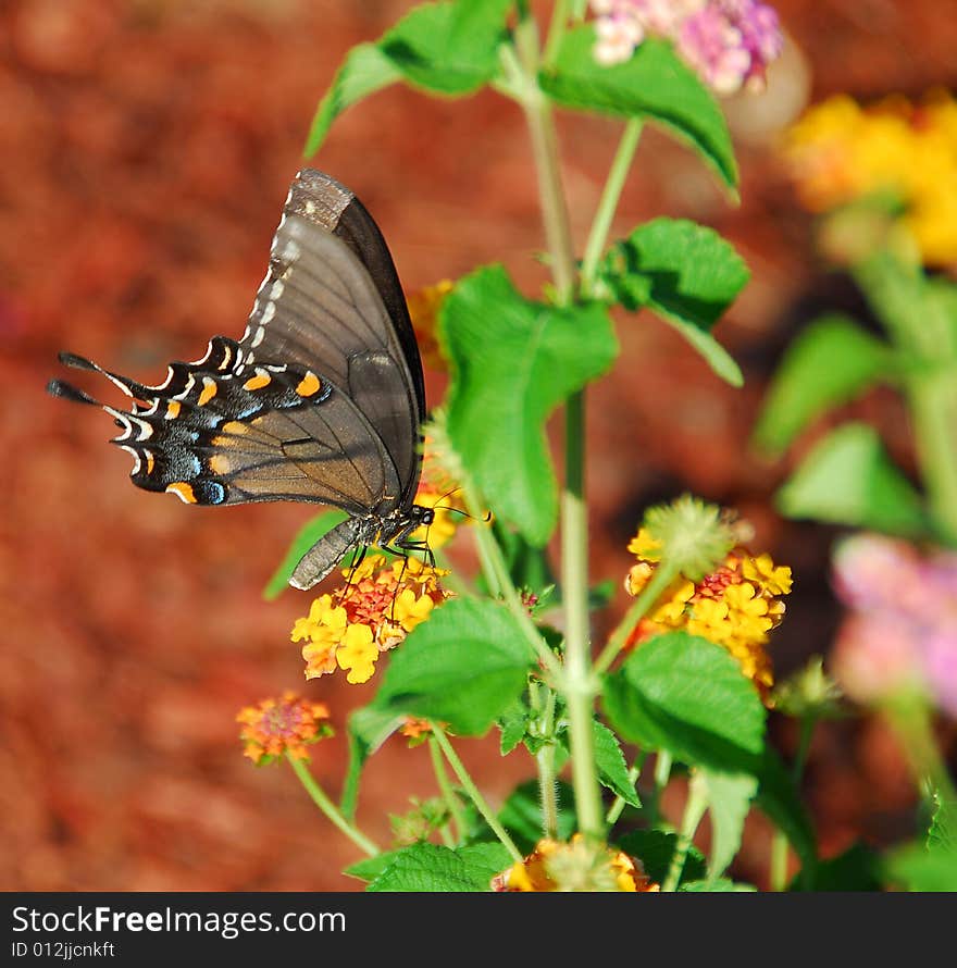 Black Swallow Tail Butterfly