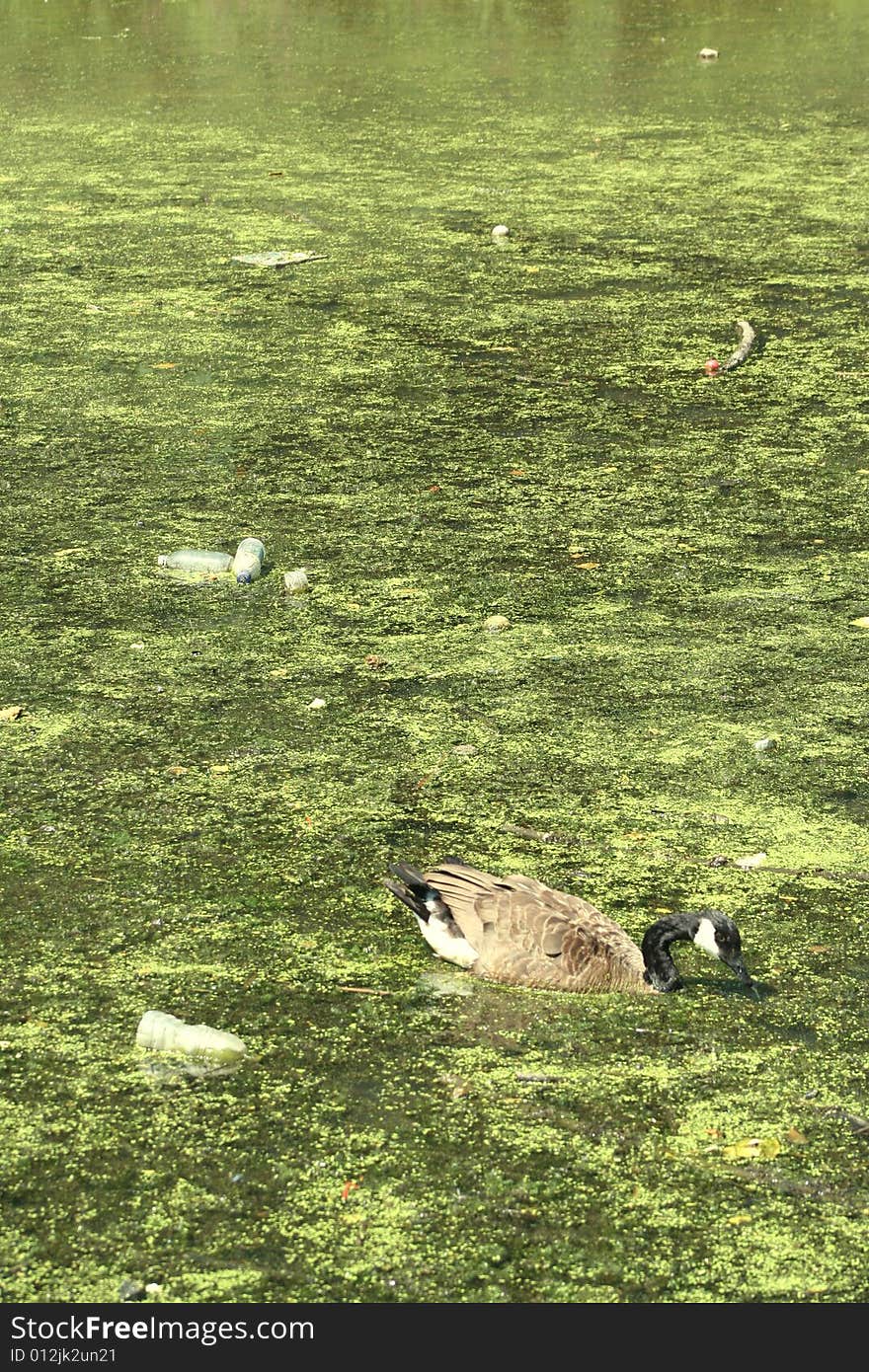 A duck swimming and drinking from an algae-covered lake polluted with thick green slime and plastic trash. A duck swimming and drinking from an algae-covered lake polluted with thick green slime and plastic trash