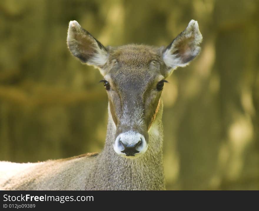 Close-up of a White-lipped Deer originated in China.