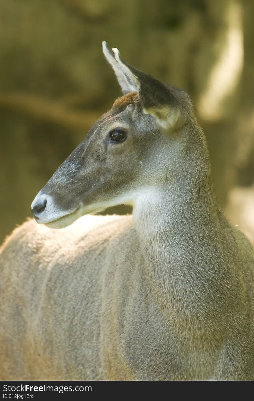 White-lipped Deer Profile