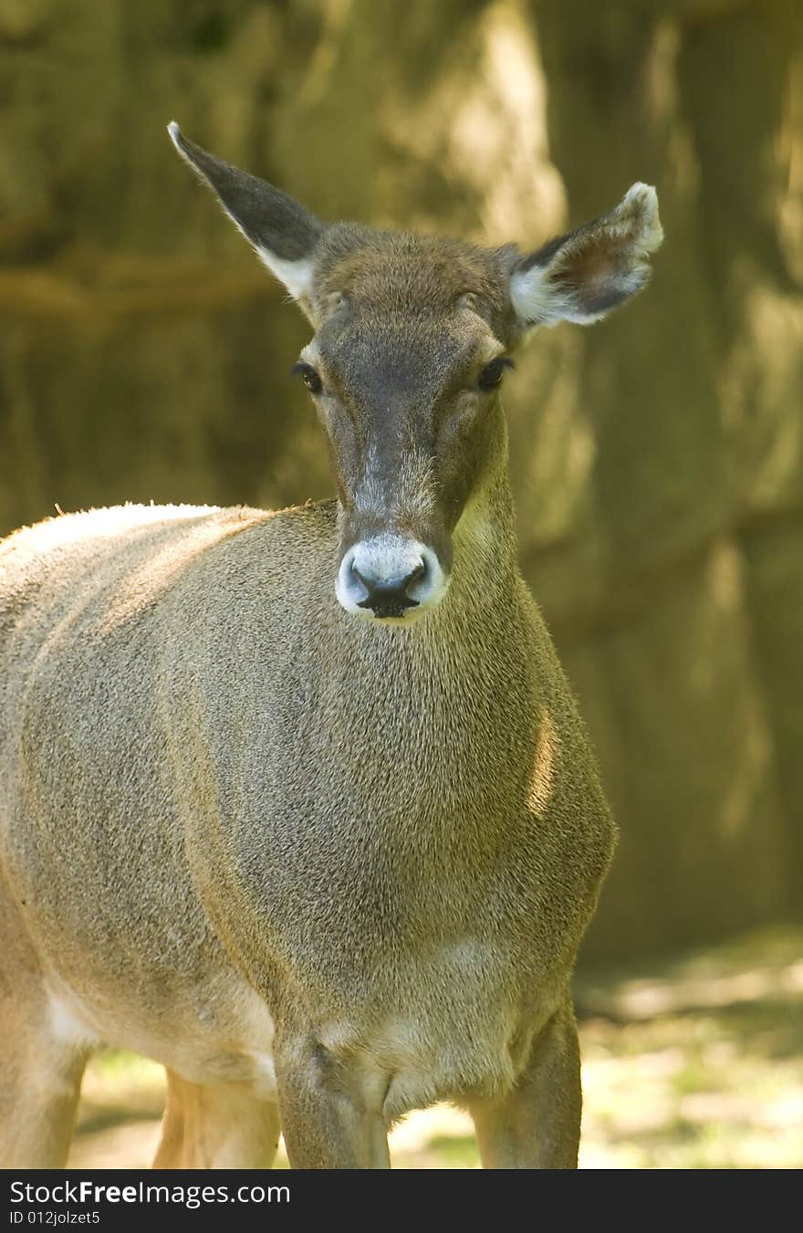 Female White-lipped Deer