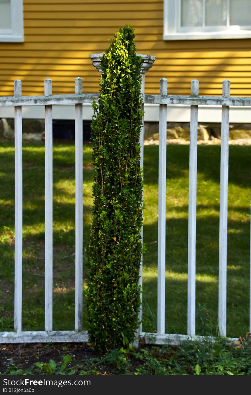 White picket fence in front of house with small tree growing in front of it. White picket fence in front of house with small tree growing in front of it