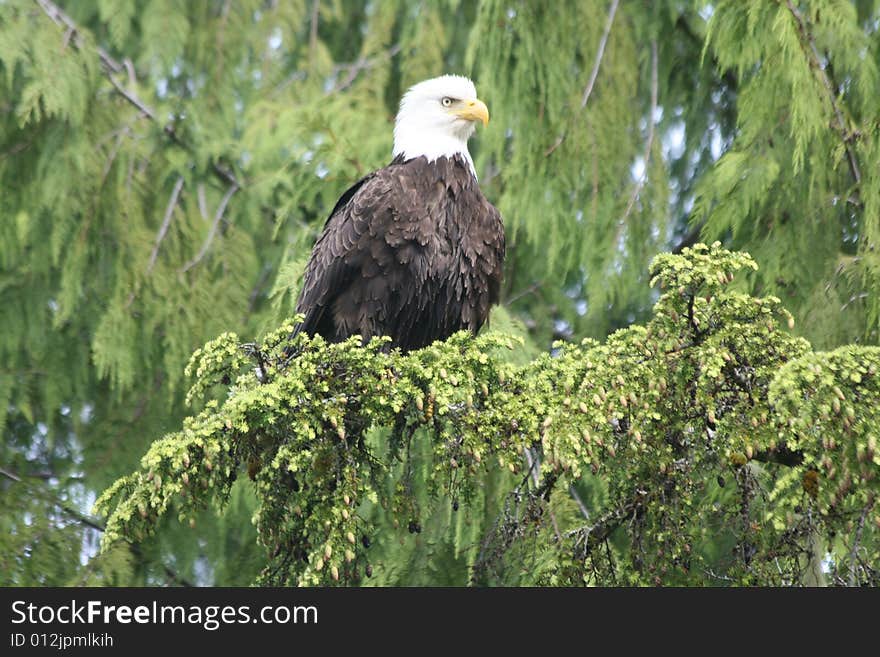 Bald Eagle