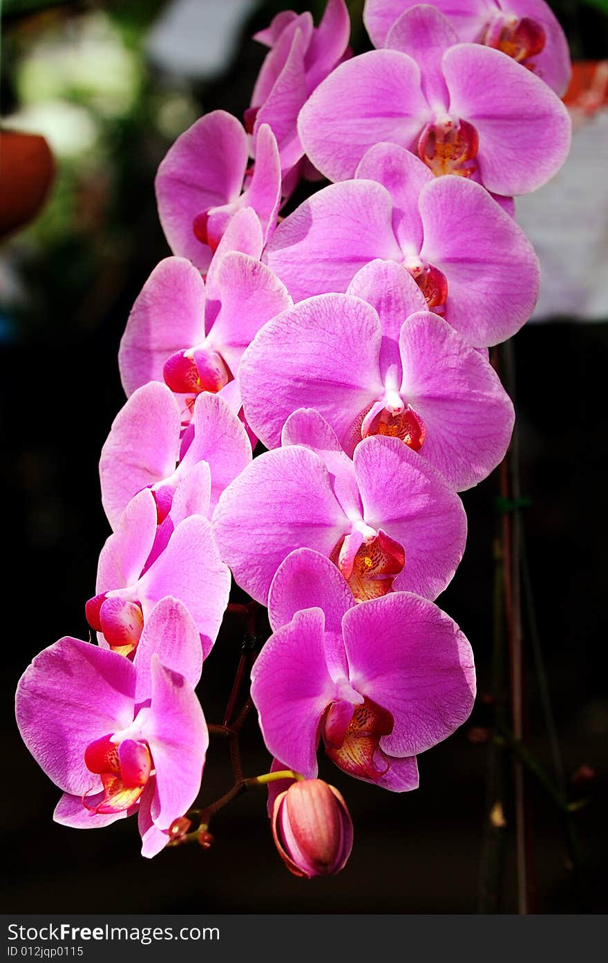 Purple Orchid