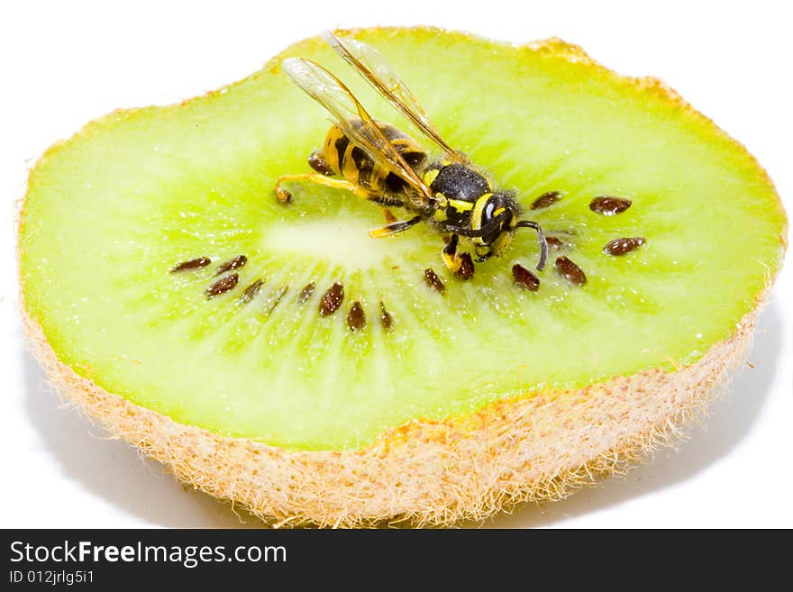 Detail of a common wasp on a Kiwifruit - Vespula vulgaris