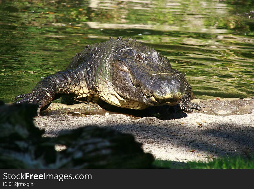 A very large alligator crawling out of the water on the bank to sun itself in the warm afternoon sunshine. A very large alligator crawling out of the water on the bank to sun itself in the warm afternoon sunshine.