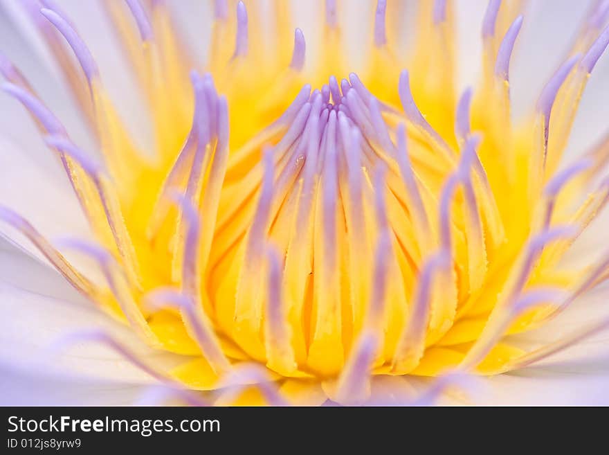 Beautiful Lotus Calyces with nice colors