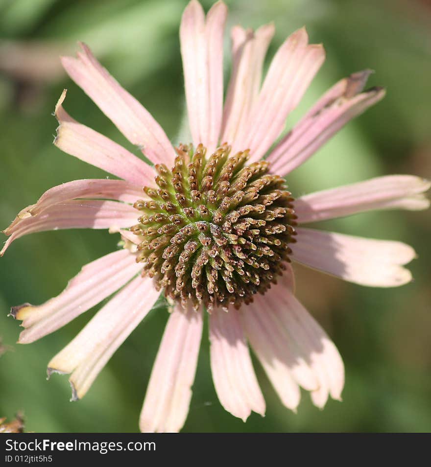 Pink daisy for success