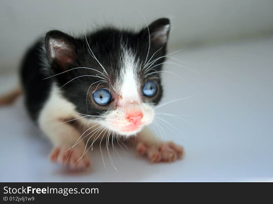 Small kitten lookling at something on a white plane surface.