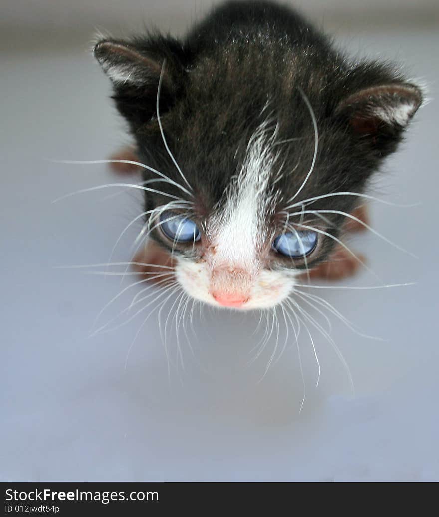 Small kitten lookling at something on a white plane surface.