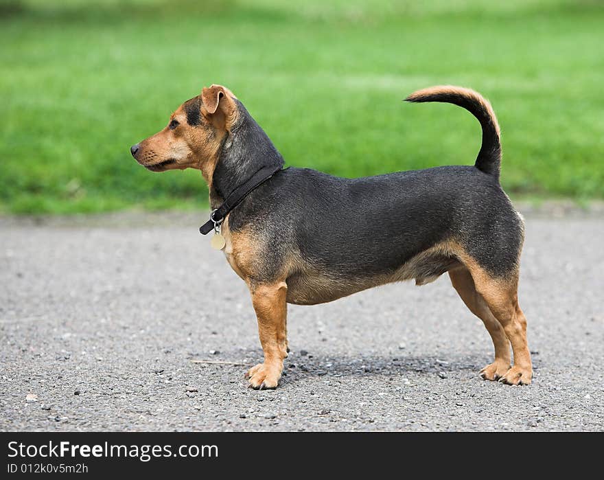 An alert black and tan terrier. An alert black and tan terrier.