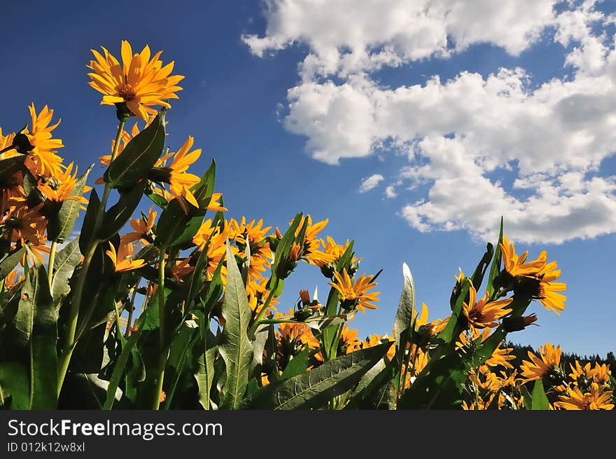 Sunflowers and cloudy sky