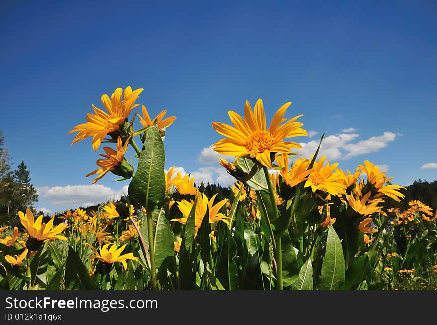 Sunflowers and blue sky