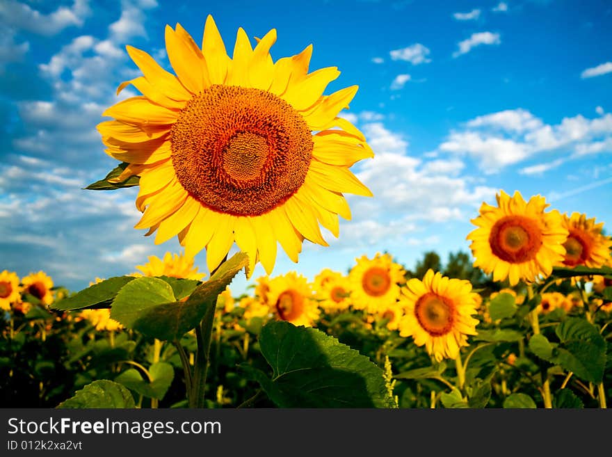 Bright sunflowers