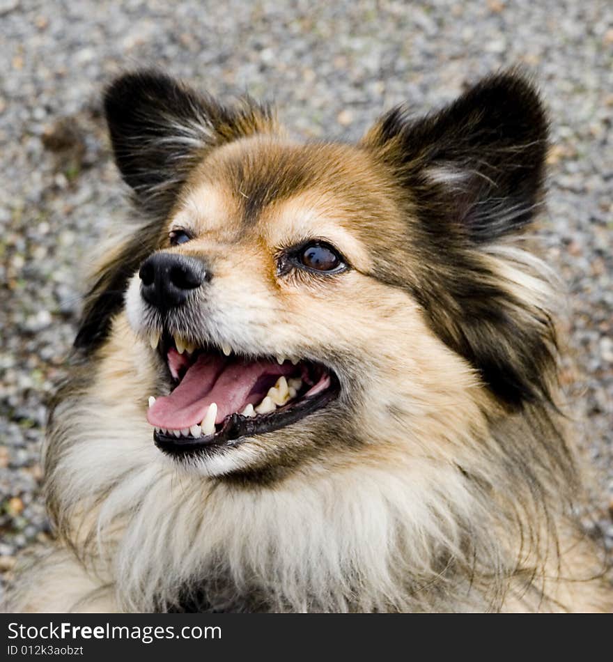 Close up of a beautiful mixed breed dog. Close up of a beautiful mixed breed dog