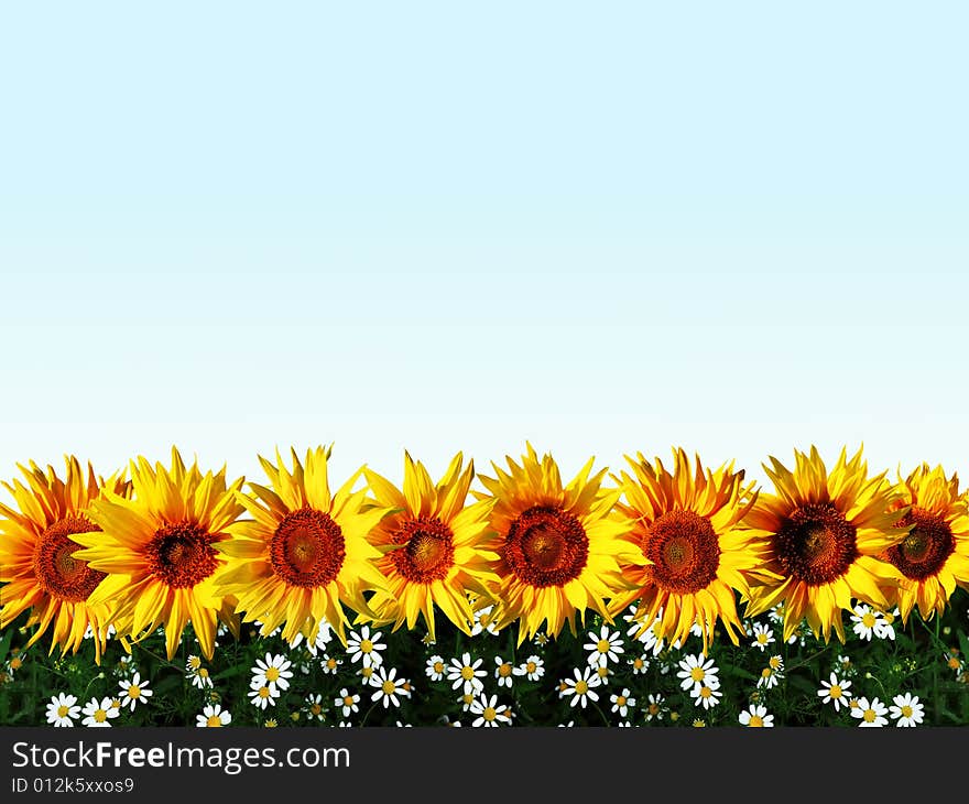 Line Of Sunflowers With Grass