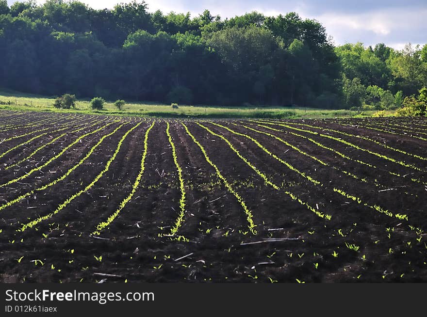 Newly planted field of corn seedlings