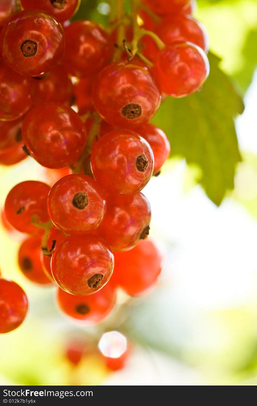 Red Currant