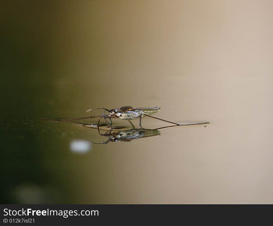 Water striders on water. Reflections in a pond. Summer. Gerris. Village,