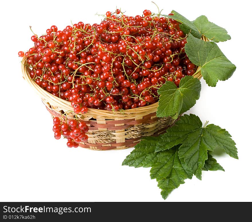 Red Currant