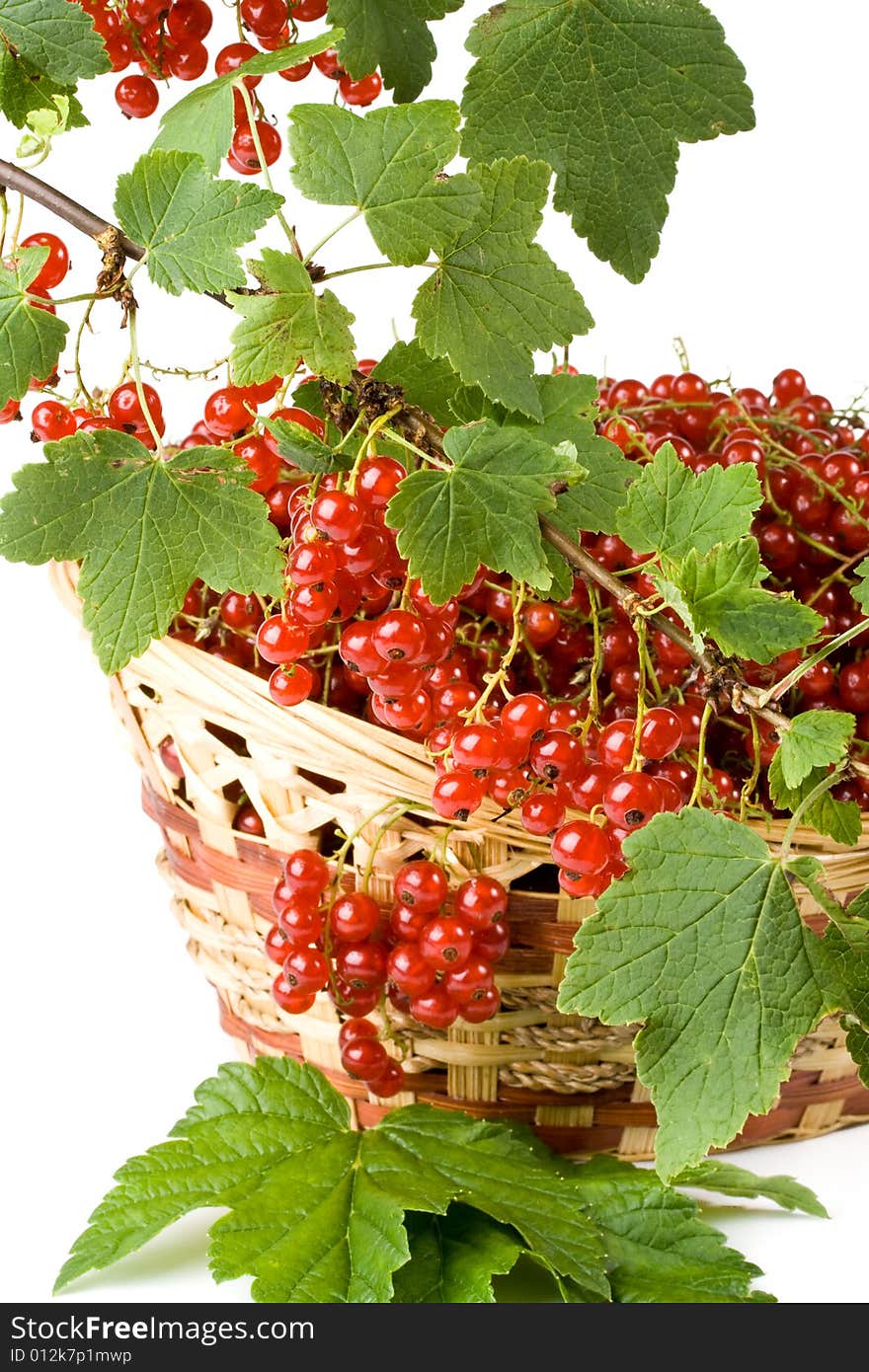 Red Currant