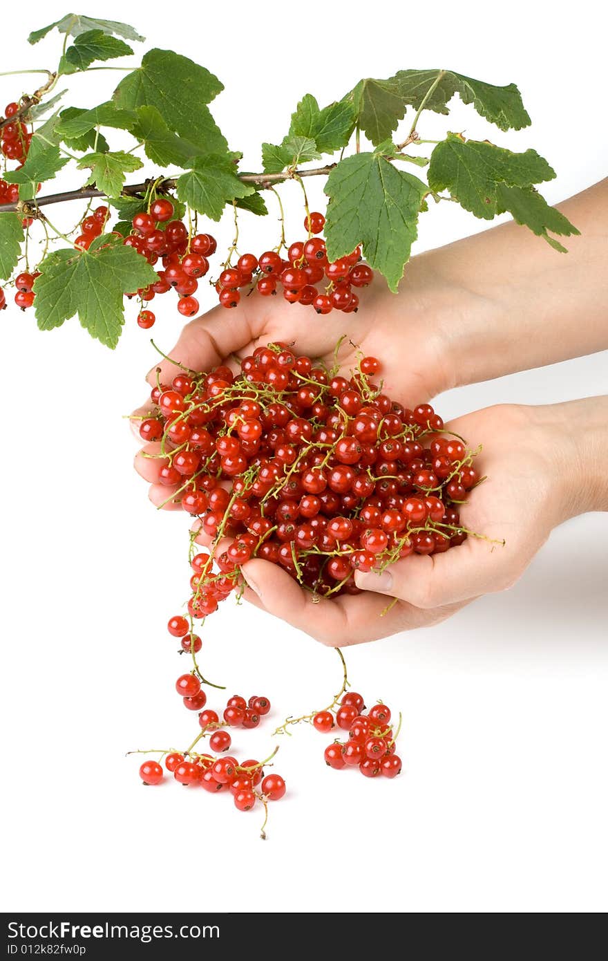 Red currant