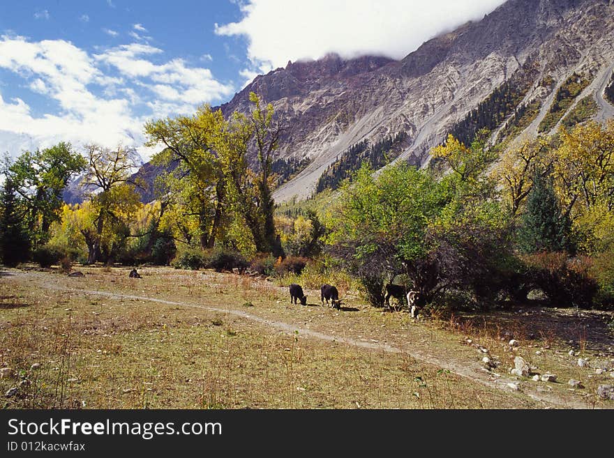 It is a meadow near the mountains. the location is in Tibet, China. and in autumn. It is a meadow near the mountains. the location is in Tibet, China. and in autumn.