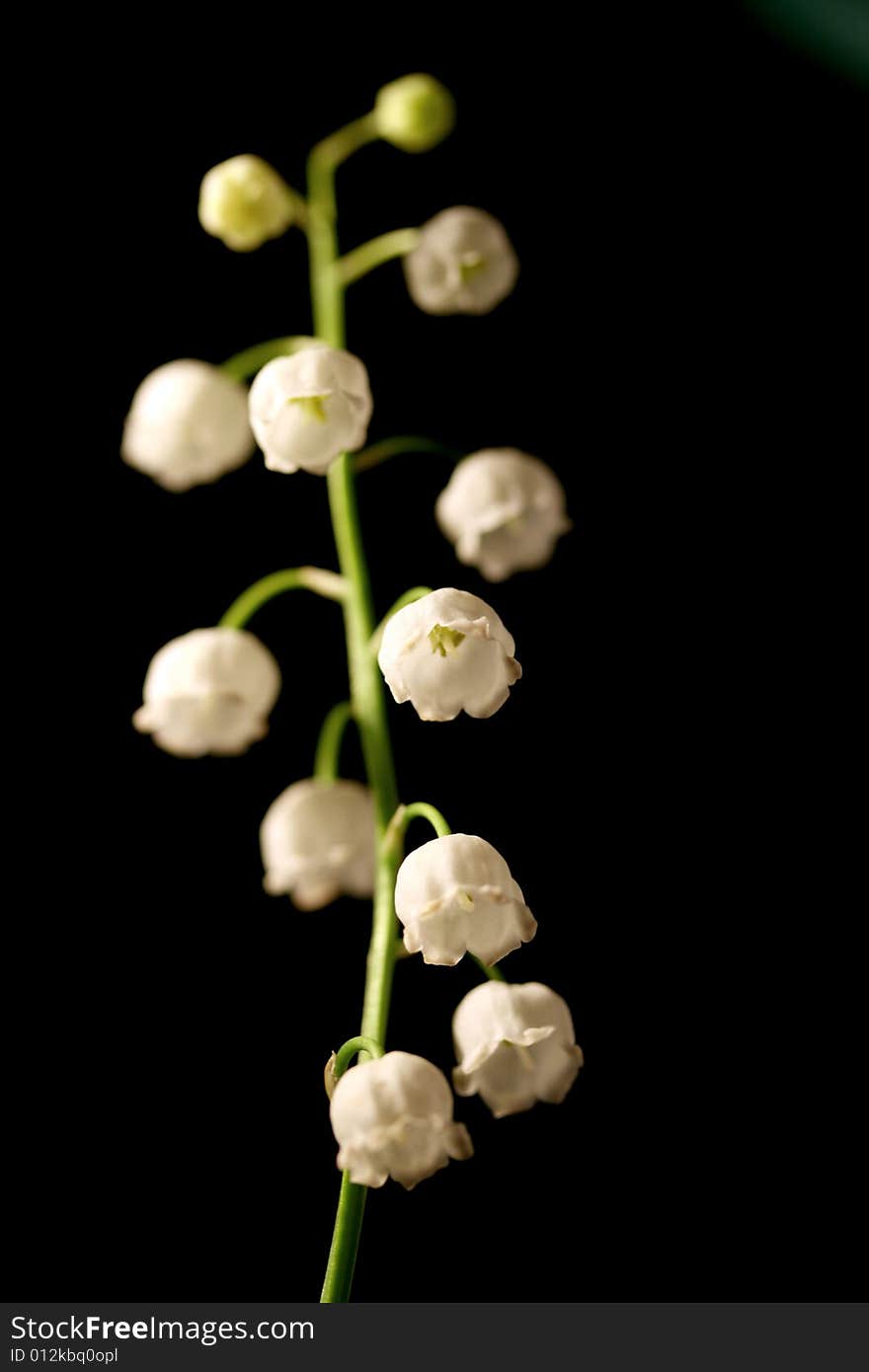 Lily of the valley flowers. Lily of the valley flowers