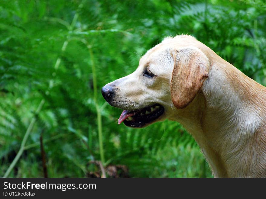 Shot of a labrador puppy against the forest ferns. Shot of a labrador puppy against the forest ferns