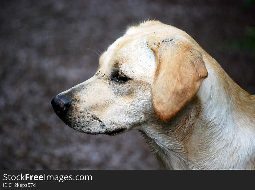 Shot of a muddy faced yellow labrador retriever puppy. Shot of a muddy faced yellow labrador retriever puppy