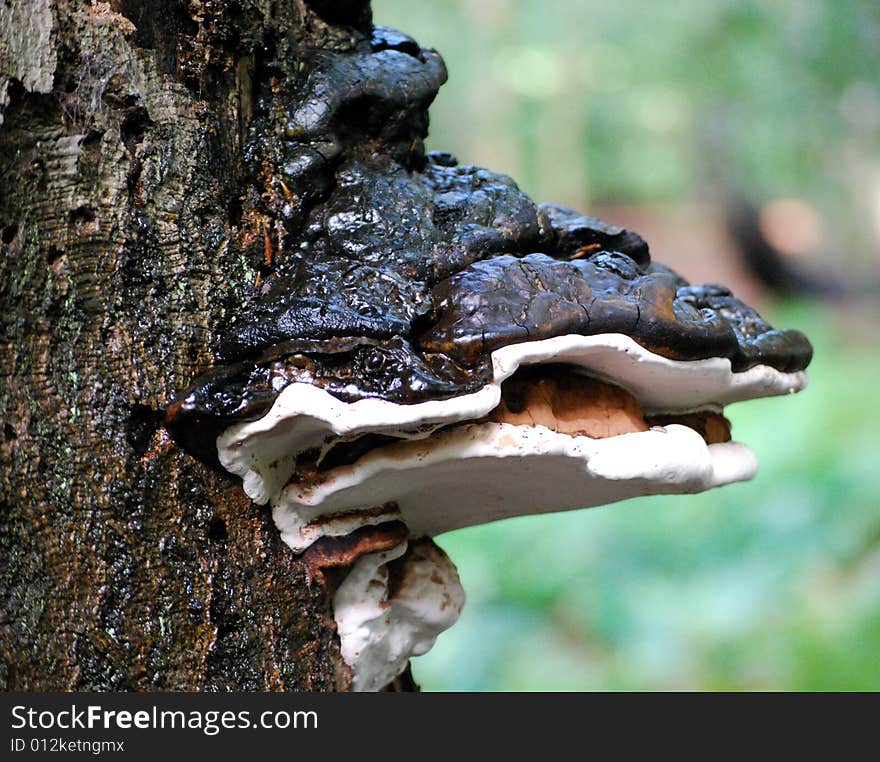 Shot of a polypore,bracket fungi growing from a tree