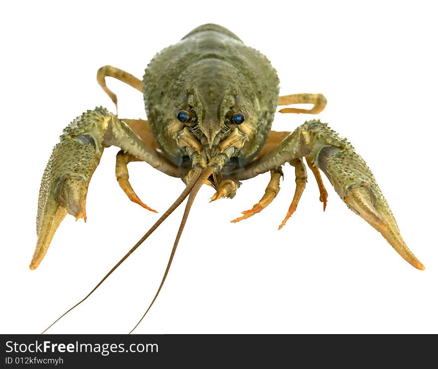 Riwer Crayfish