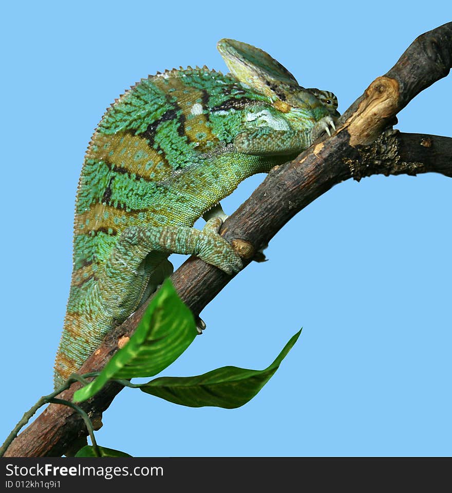 Chameleon