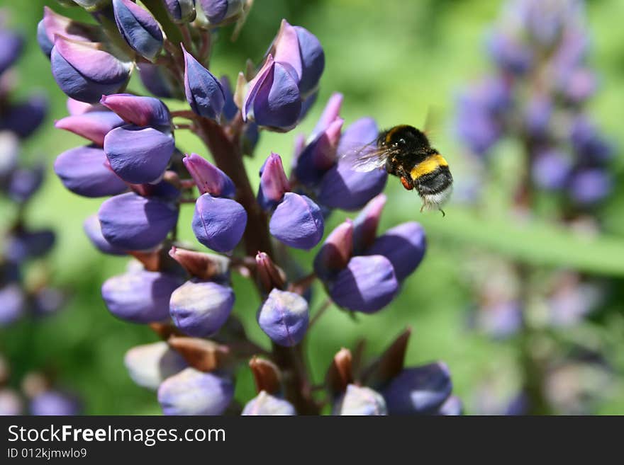 Bee on a beutiful spring flower.Close-up photo