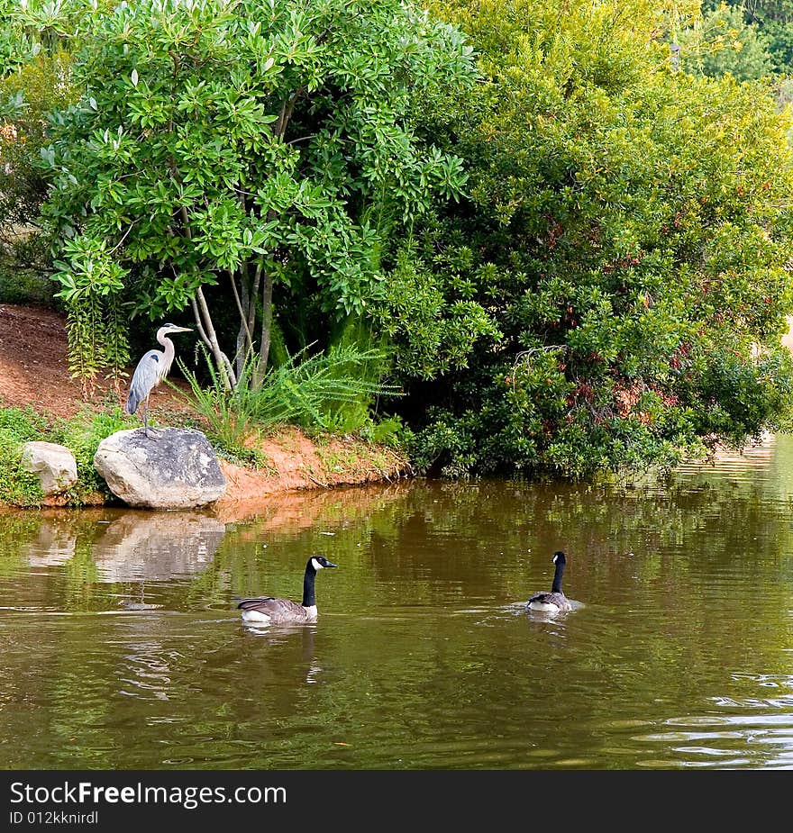 Heron and Geese